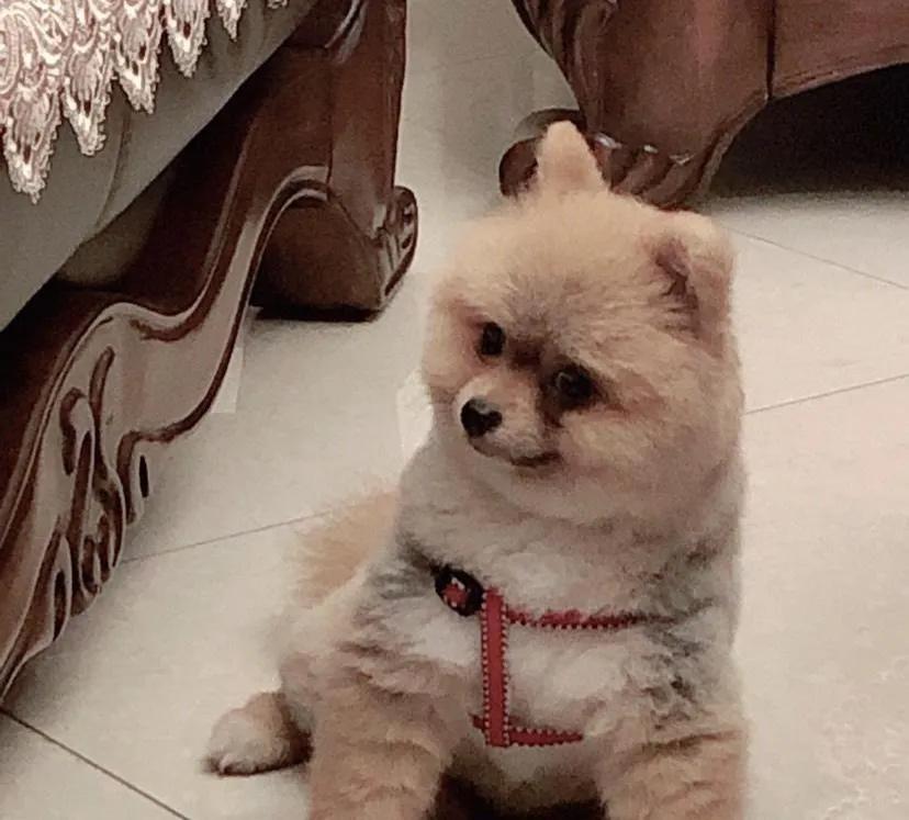 天下第一帅,天下第一帅英语