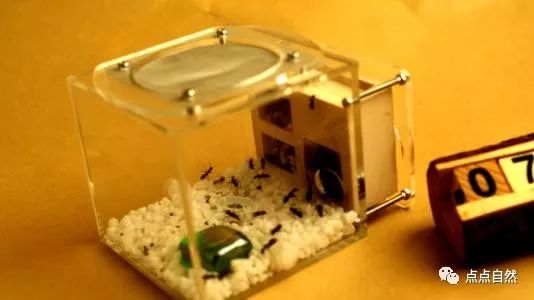 宠物蚂蚁基础知识,宠物蚂蚁怎么养新手教程