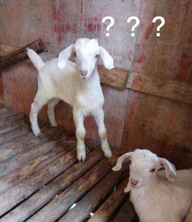 香奈儿包包五千左右,香奈儿lv土到爆