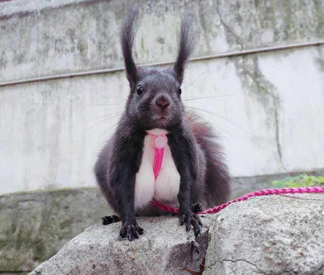 养了一只魔王松鼠的视频,养一只魔王松鼠