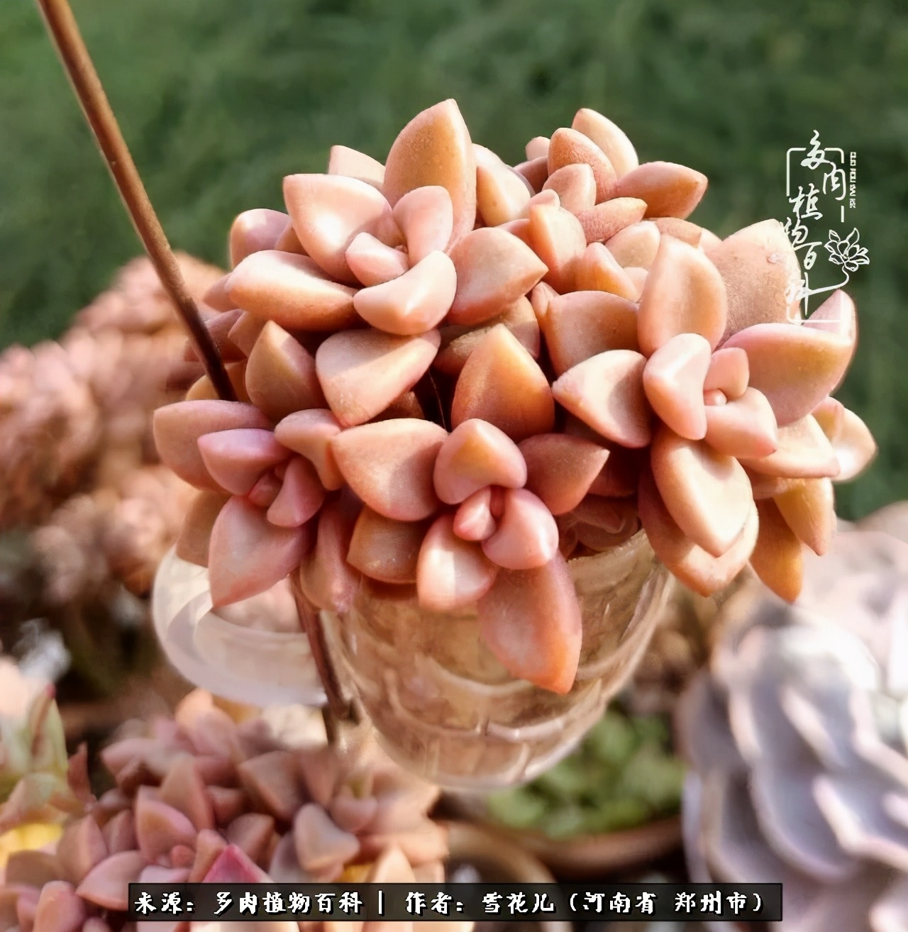 我的多肉乐园,多肉三寸阳台效果图