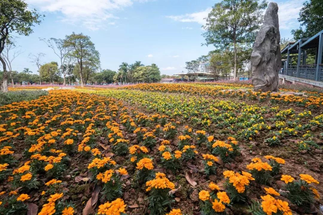 赏花海+机动游戏任玩+VR体验、5D电影等！还有财神爷派利是！