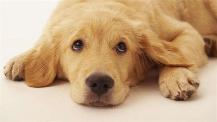 狗狗坐车兜风,狗狗坐车