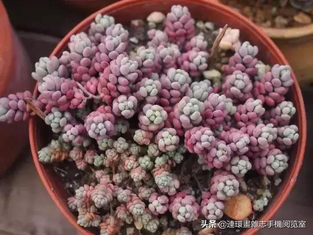 365种多肉图谱大全,365种鲜花图册大全