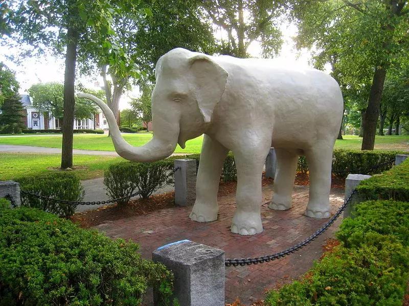 小飞象真实事迹,小飞象哭了全过程