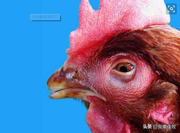 鸡鼻炎流鼻涕用什么药,鸡传染性鼻炎综合防治方法