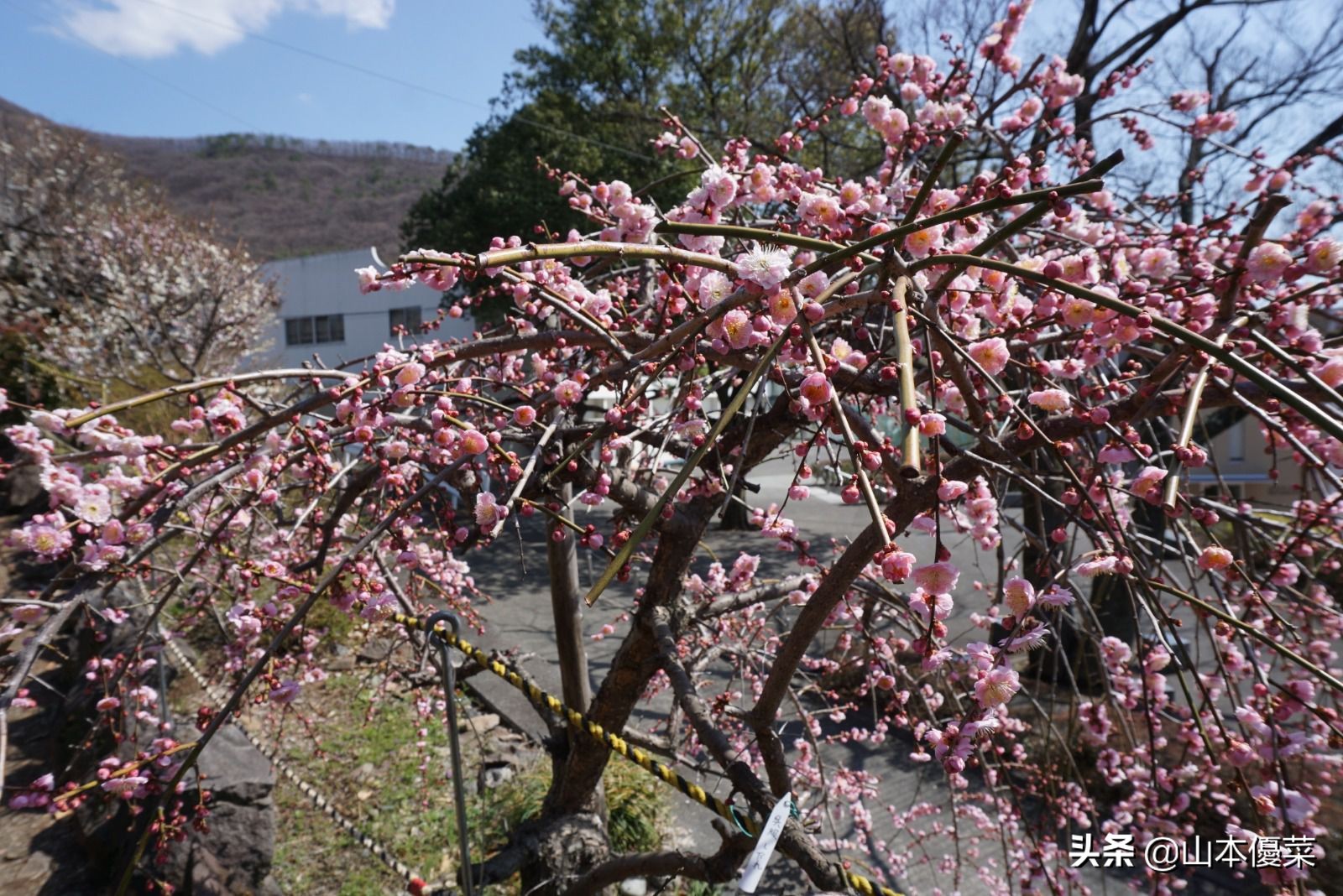 不先一步感受春天的到来吗日本全国华丽的梅花名胜
