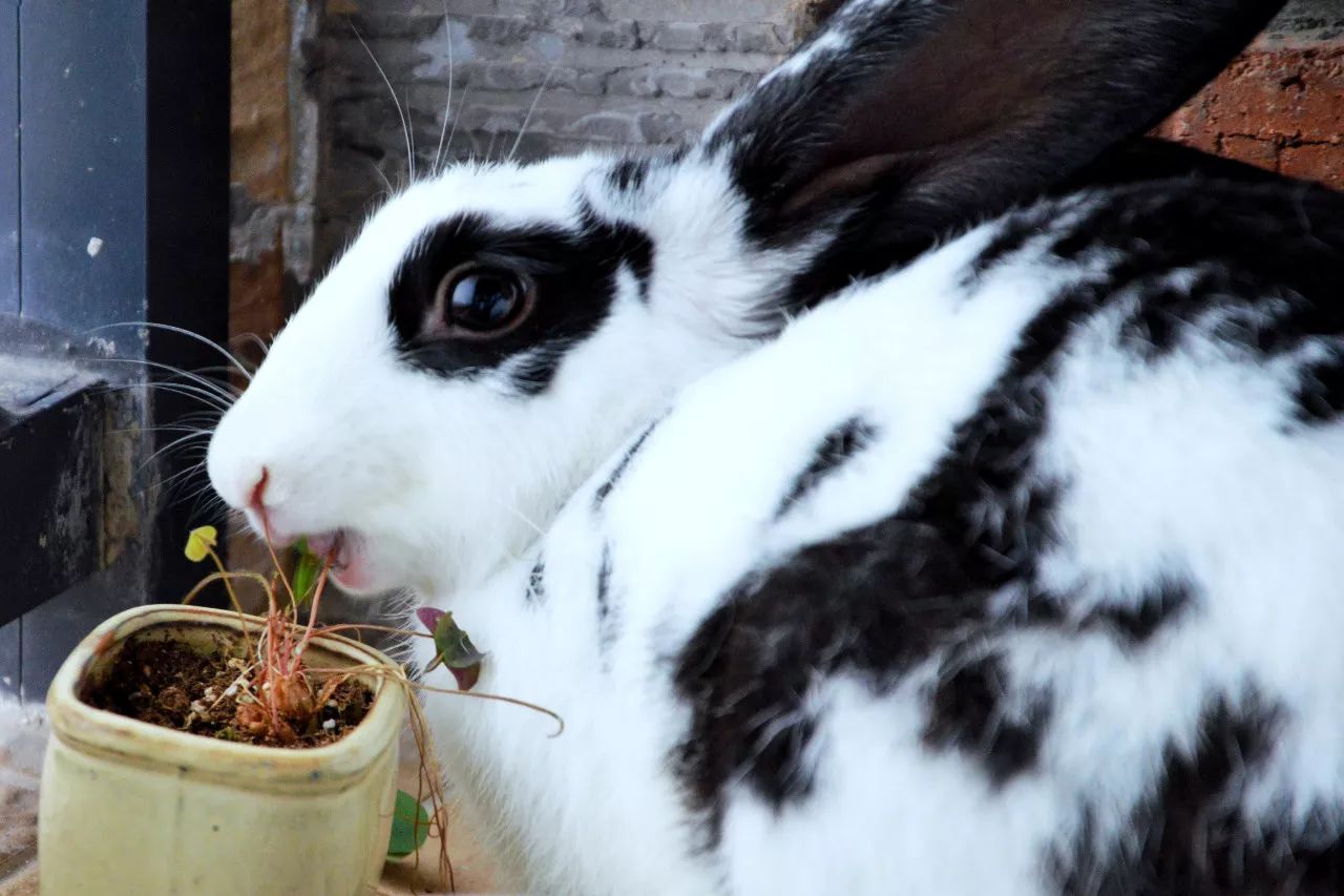 特别的萌给特别的你