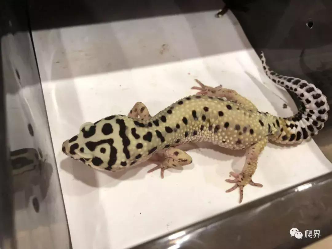 湛江爬宠店,深圳爬宠店在哪里