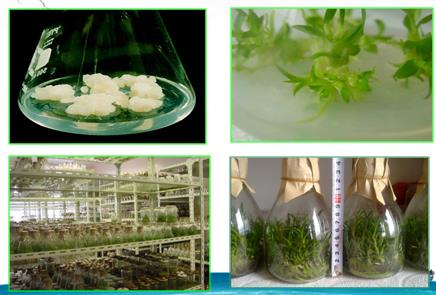 铁皮石斛植物组织培养,植物培养基础知识