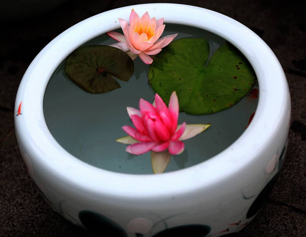 睡莲开花的方法和注意事项,睡莲夏天为什么不开花