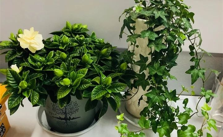 刚买的花，发蔫落苞加黄叶！为什么呢？多半是放错了位置