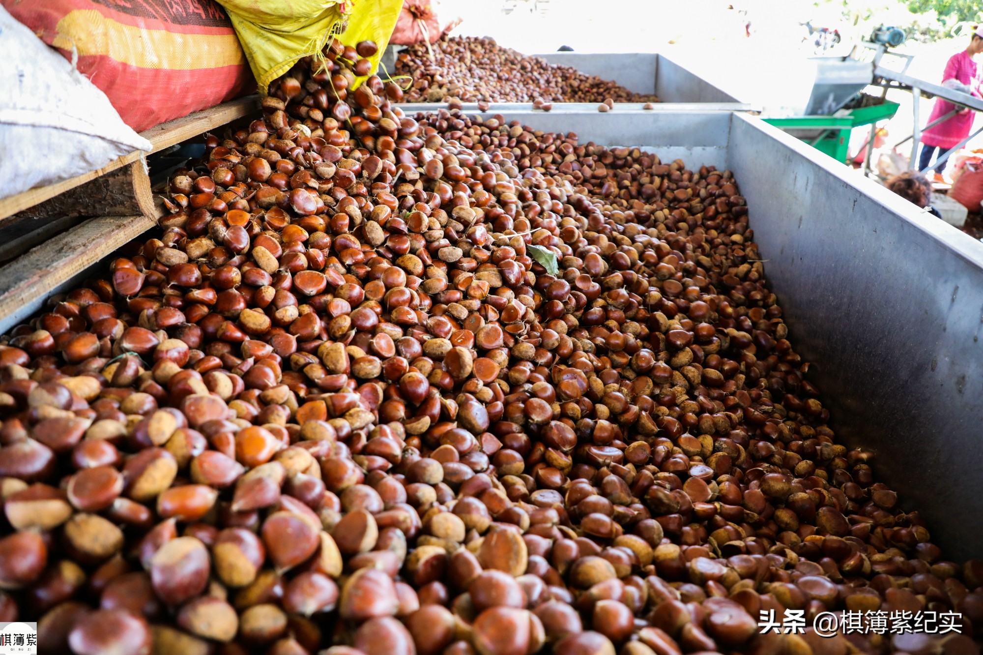 百元钞票每天要数一万张！想扫码？不行，卖板栗的农民只认现金