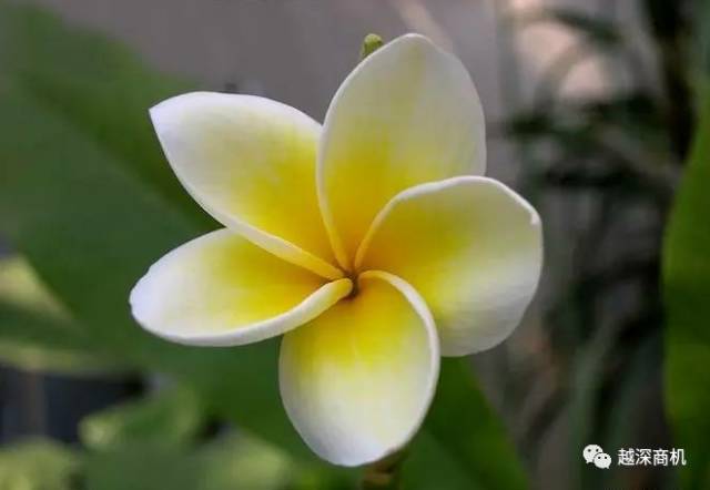 中国各大城市市花介绍,全国56市市花太美了的视频