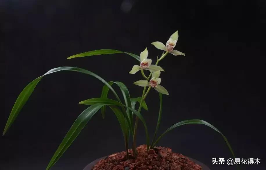 兰花原种老苗是什么,兰花组培和原种有什么区别