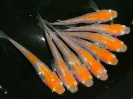 小时候的稻田鱼,小时候稻田里很小的鱼