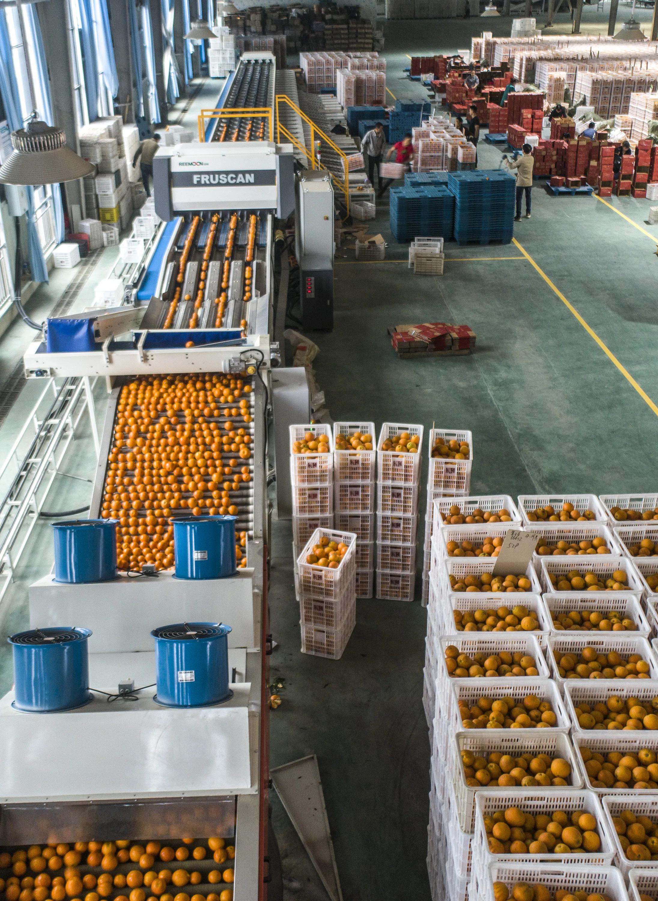 秭归县柑橘加工,秭归脐橙分选