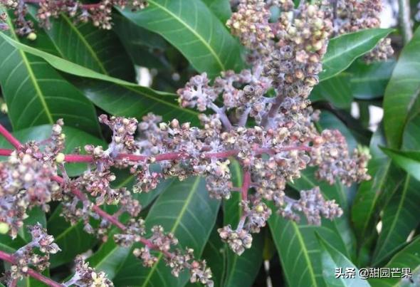 芒果最常见的病是什么病,芒果白锈病如何治疗