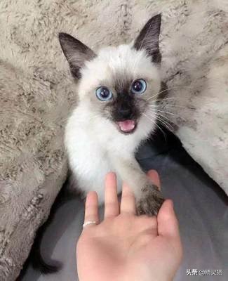 猫咪发情的烦恼棉签*法大**??辟谣辟谣