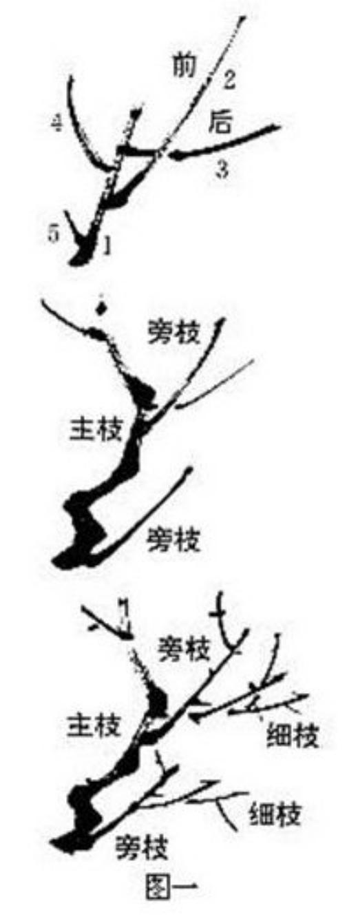 梅花画法简笔画,梅花画法的视频