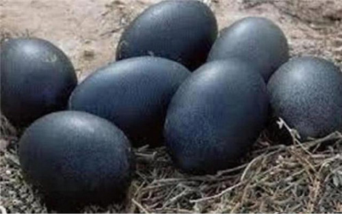 史上最贵的黑鸡,中国最稀有的鸡黑鸡