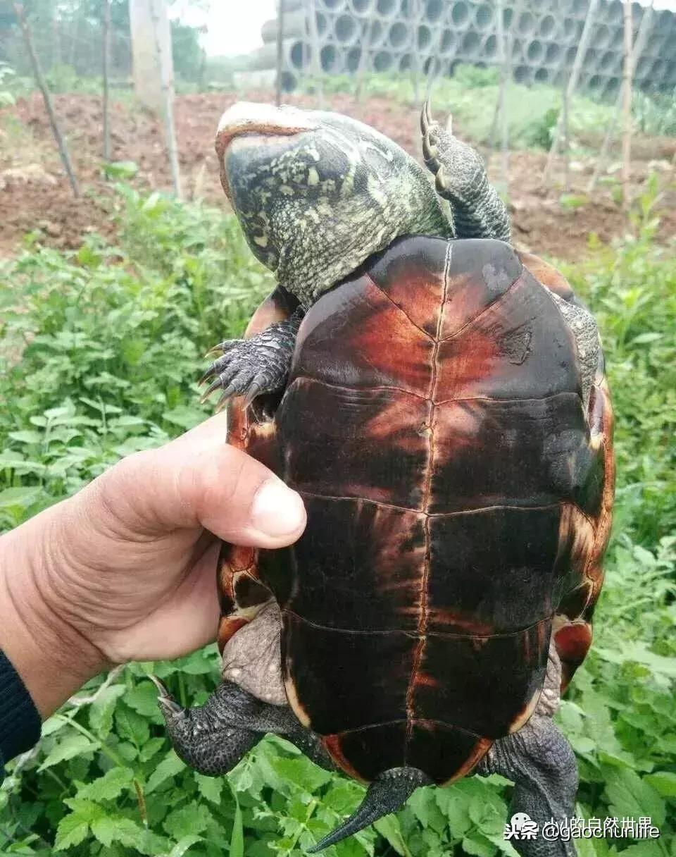 大草龟和小草龟谁好养,变异草龟和草龟的区别