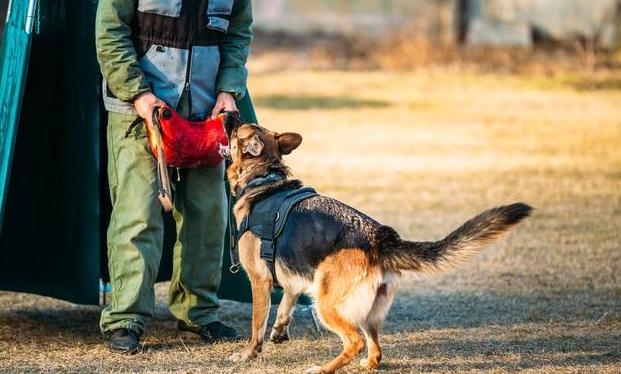德国牧羊犬凶吗,德国牧羊犬凶不凶