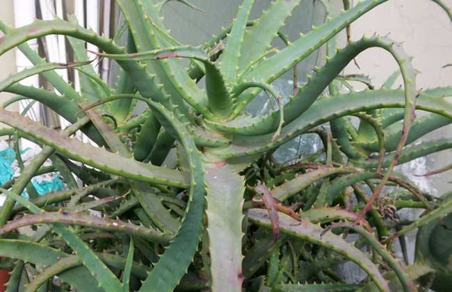 不夜城芦荟叶子发红怎么办,芦荟叶子发红干瘪要剪掉吗