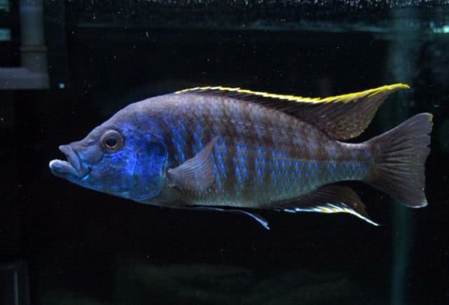 闈炴床鎱堥卜,闈炴床鎱堥卜浠嬬粛