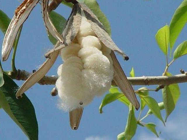 开辟新大道：棉花这一西域“洋货是如何输入到中原的？