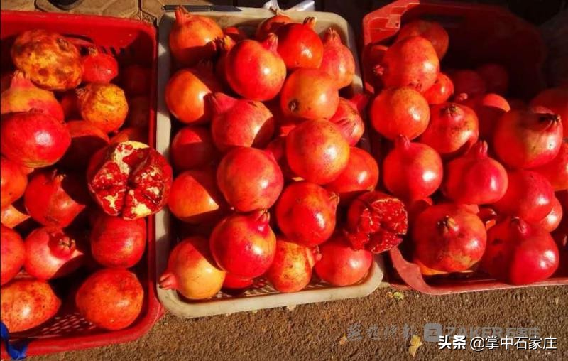 天路赏红叶自驾游古村落暨汽车特色农产品跨界行销活动顺利举行