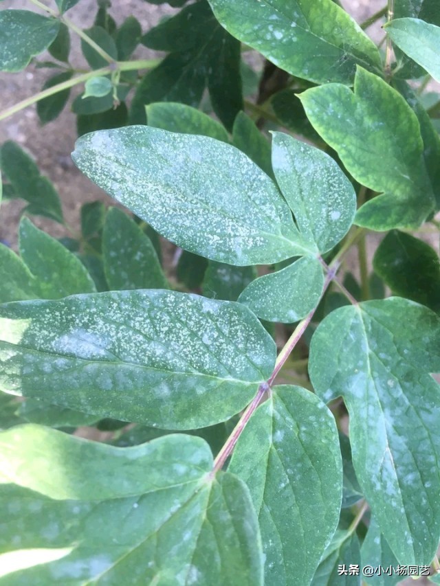 牡丹花虫害防治技术措施有哪些,牡丹花病虫害