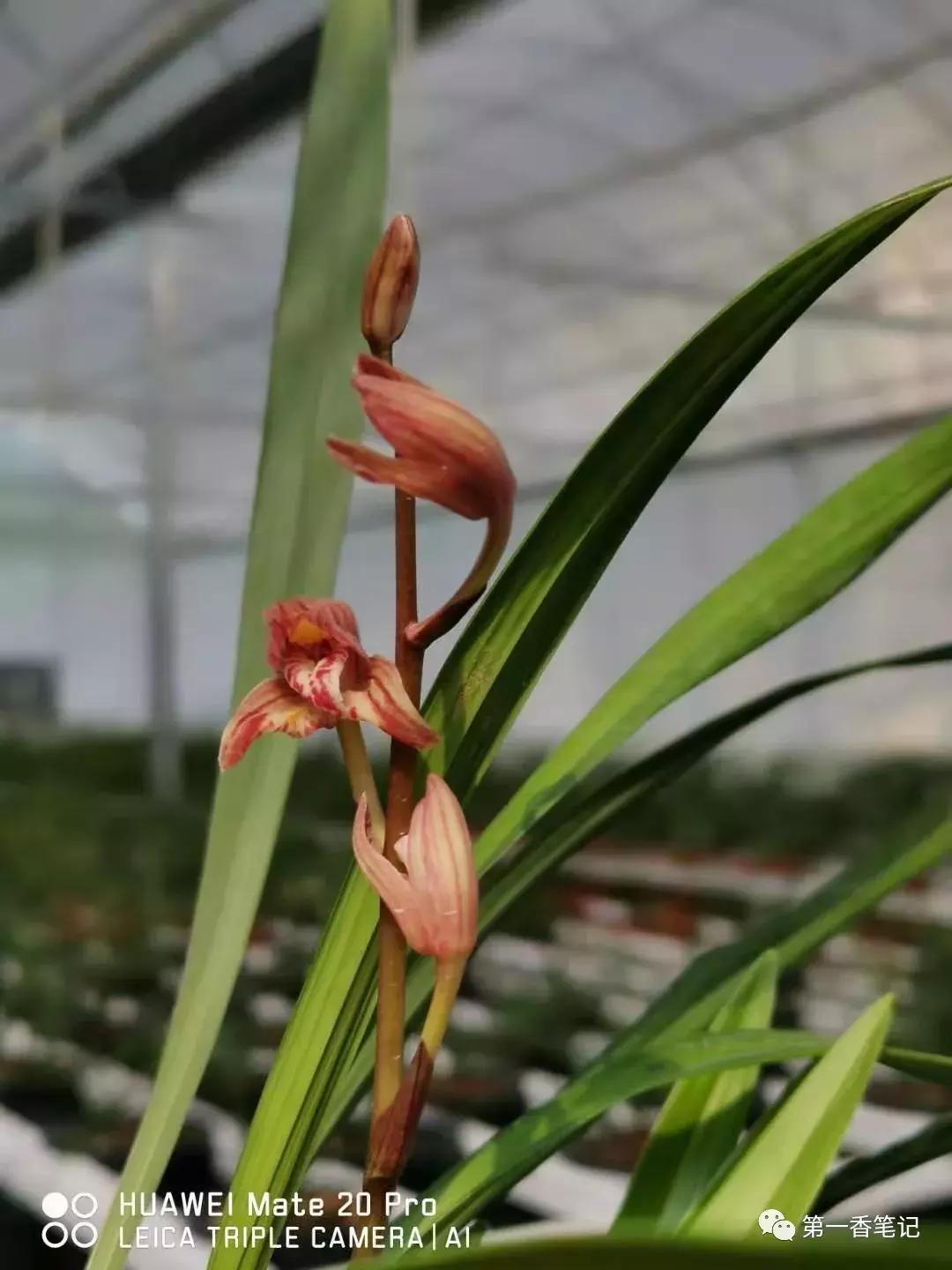 568:自强不息的兰花