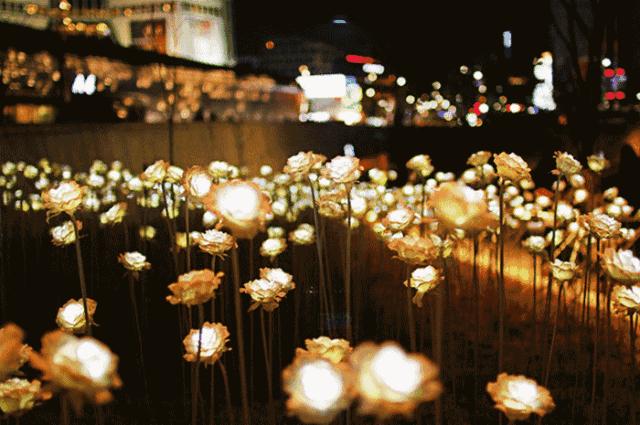 熊猫来永庆坊,鹰潭大熊猫