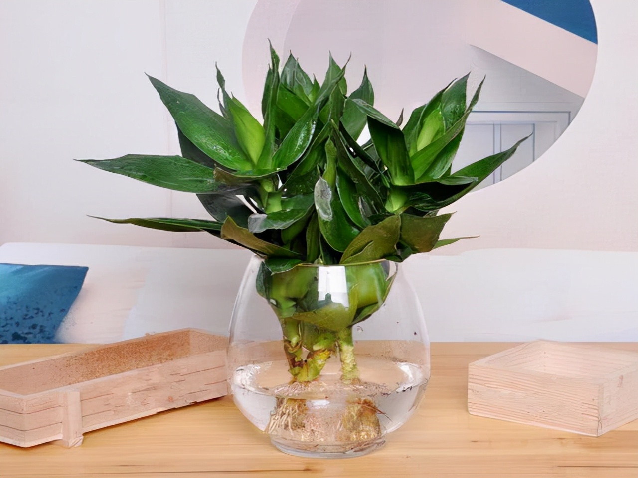 水培富贵竹生根快的方法和技巧,水培富贵竹用什么才能让它生根