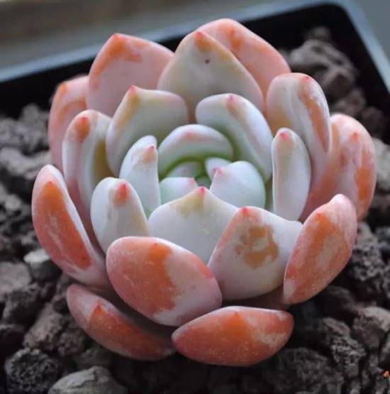 推荐轻松玩转100种常见多肉植物,700种多肉植物图鉴pdf百度云