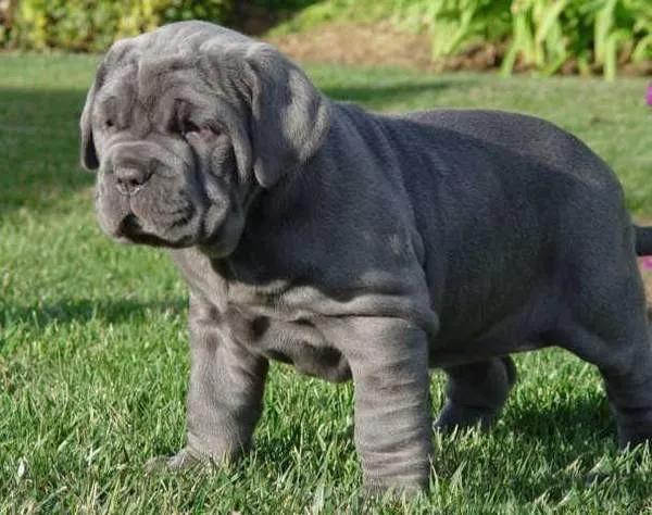 世界十大猛犬藏獒仅排第二,世界十大猛犬排名藏獒只排第六