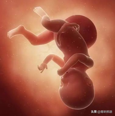 产检时间有什么讲究？医生从胚胎1周到40周成长史来解释原因。