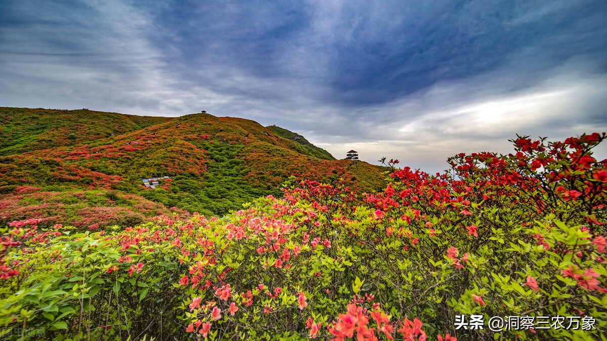 蜜蜂养殖方法与技巧,蜜蜂养殖方法技术大全