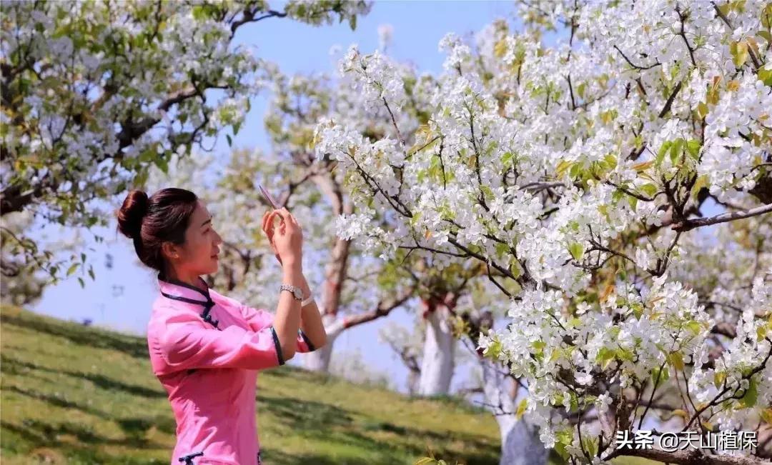 *疆新**库尔勒彻底火了！登上央视让世界瞩目，为库尔勒而骄傲