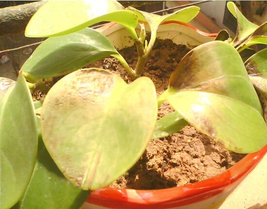 碧玉叶子发黄怎么办,碧玉叶子枯萎怎么处理