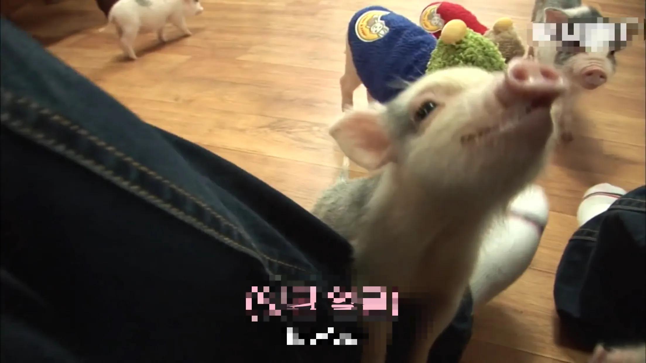 小猪的智商高达多少 (韩国最聪明的小猪)