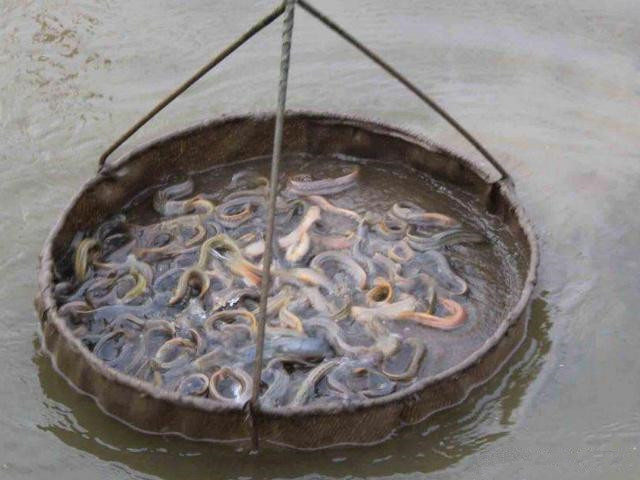 泥鳅黄鳝种苗如何人工越冬,冬天怎样让泥鳅在水里最活跃