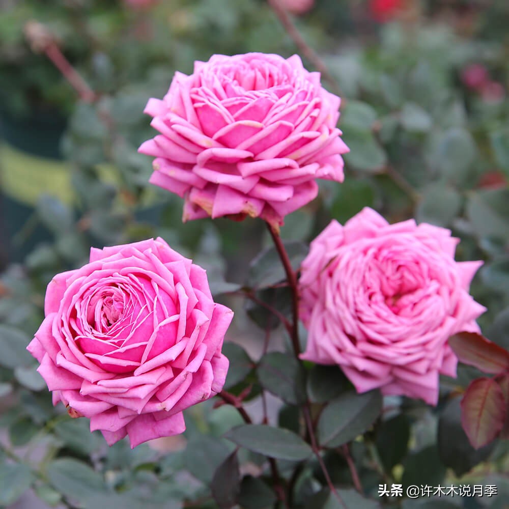 比较香又好养的月季 (颜值高又好养的月季适合阳台党的)