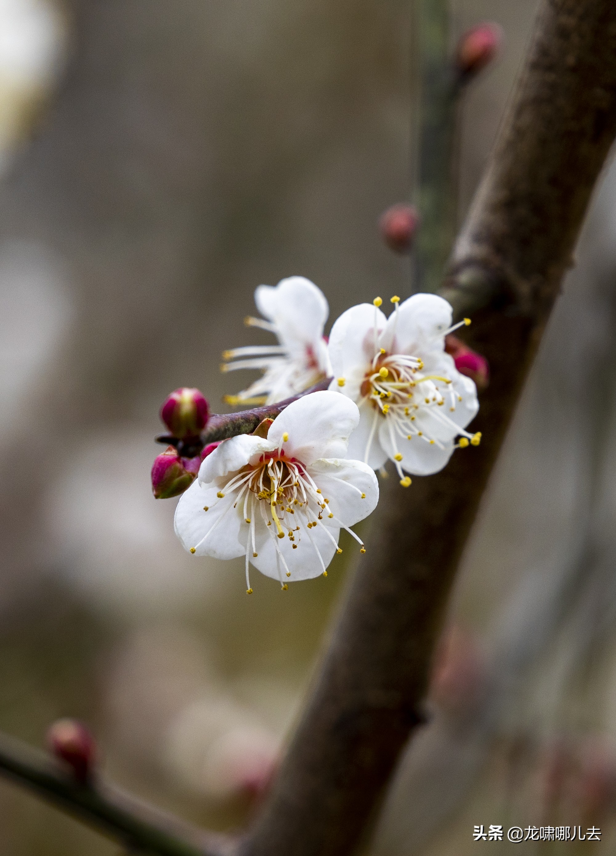 梁化梅园梅花观赏最佳时间,惠州梁化梅园看梅花时间