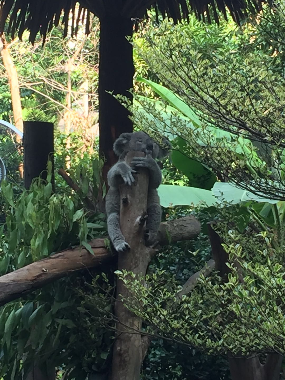 哪里有大熊猫动物园,国宝级大熊猫动物园