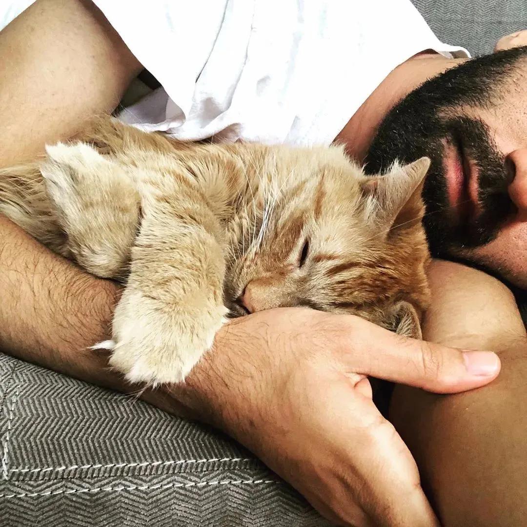 猫咪治愈力,猫咪的治愈力有多强