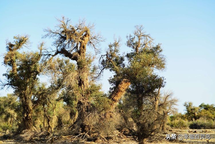 西天取经自驾游攻略,贵州出发自驾敦煌旅游攻略