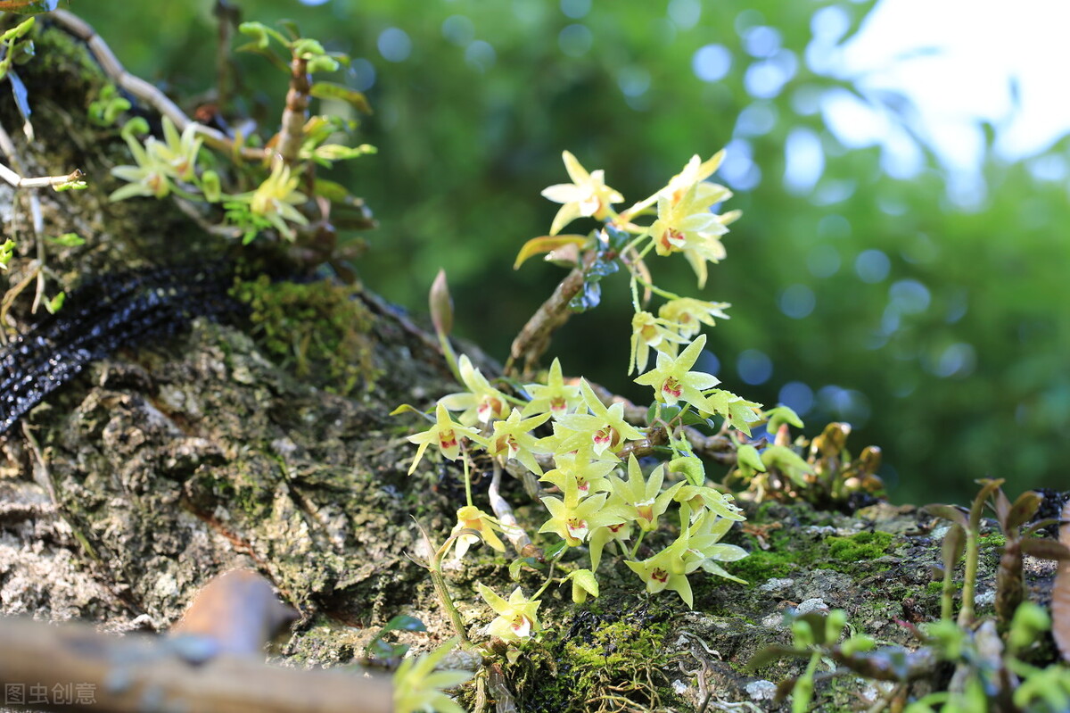 野生铁皮石斛一般多少一克,野生铁皮石斛多少一两