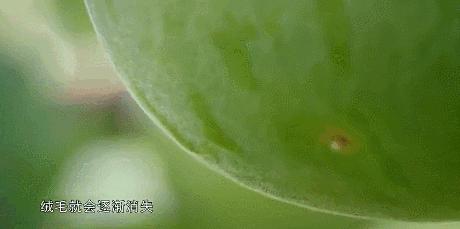 喉咙干痒、咳嗽痰多老不好？每天一杯，排出肺部垃圾